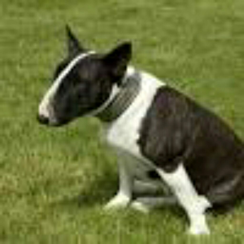 Great Danebull Bull Terrier & Great Dane Mix Info, Photos, Traits