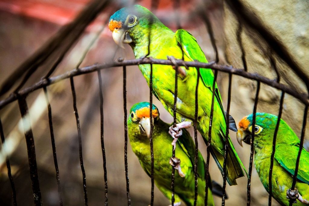 Les 25 Meilleures Cages à Oiseaux
