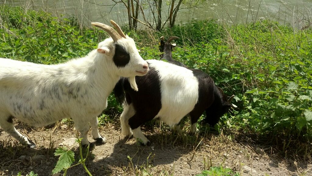 Les 6 Meilleures Clôtures Pour Chèvres : Tout Ce Que Vous Devez Savoir